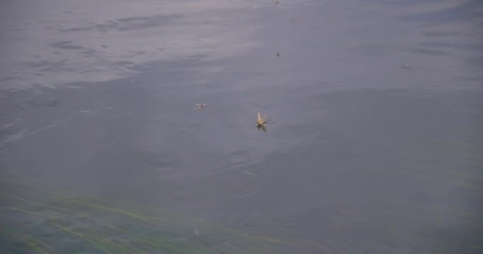 mayfly hatching on the river - Footage is delivered in rec.709. Ready for color grade or LUT.