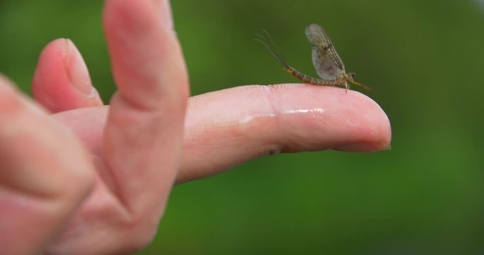 mayfly hatching on finger - Footage is delivered in rec.709. Ready for color grade or LUT.