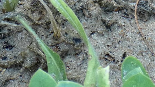 A baby toad hops around in the sand.