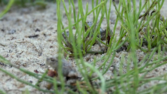 Baby toads hop around next to horsetail fern in a beach garden.