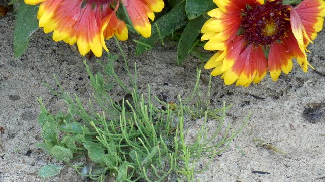 Baby toads hop around in a beach garden.