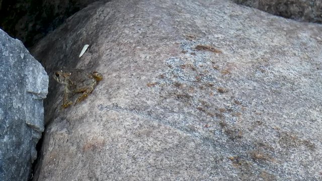 A baby toad hops around on a rock.