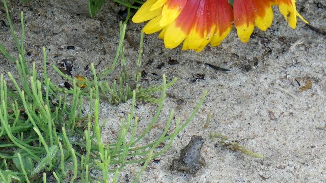 Baby toads hop around in a beach garden.