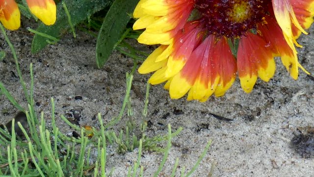 Baby toads hop around in a beach garden.