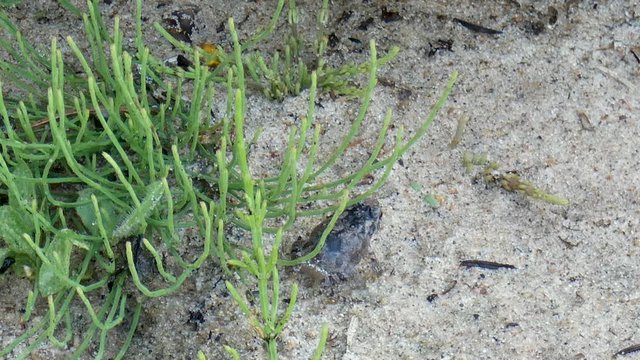 Baby toads hop around in a beach garden.