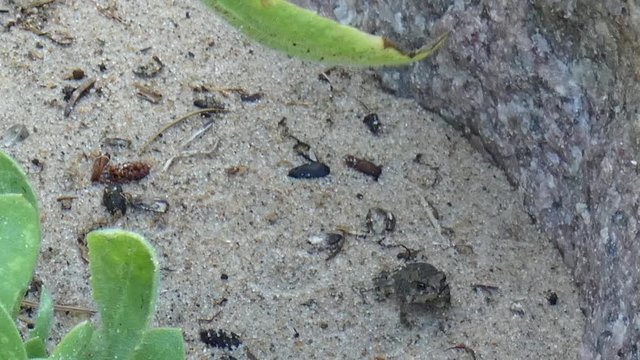 A baby toad hops next to a boulder in a beach garden.