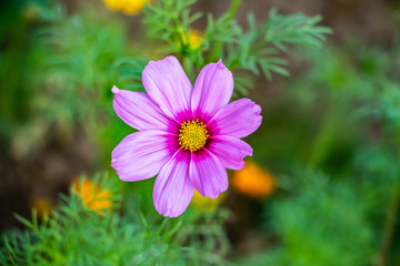 Obraz premium Purple Flower