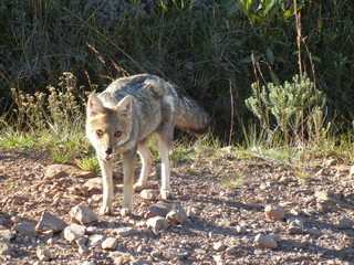 wolf in the forest