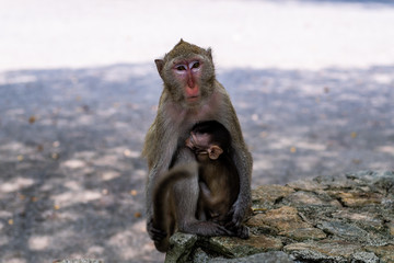 Baby monkey eating milk from the mother. A family of monkeys. The concept of animals at the zoo in Thailand