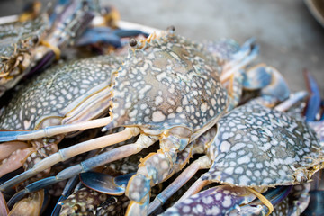 Fresh crabs in the tray