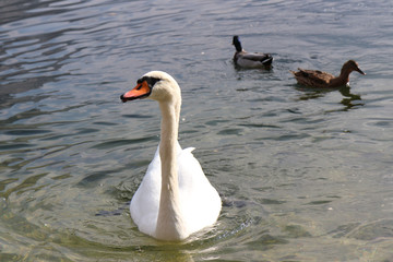 Swans in Hallstatt lake with Out of Focus Hallstatt background under Dramatic Golden Sky Sunset