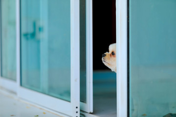 Lonely dog waiting for owner to come home