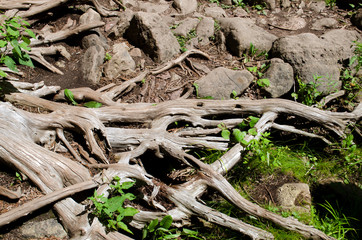Tree Roots Closeup