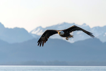 Fototapeta na wymiar A bald eagle flies over Kachemak Bay near Homer, Alaska.