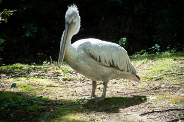 A large white pelican stands among green bushes. The Dalmatian pelican, Pelecanus crispus, is the most massive member of the pelican family.