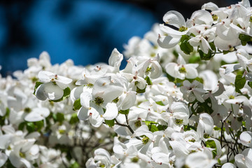 Bright white blooming dogwood flowers