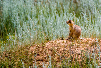 Prairie Dog in grass