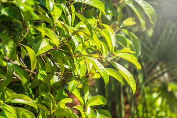 Green bushes with trimmed branches and young leaves.