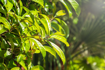 Green bushes with trimmed branches and young leaves.
