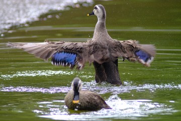 duck in water