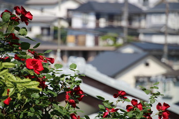 Fototapeta na wymiar 住宅街に生える赤いバラ　日本