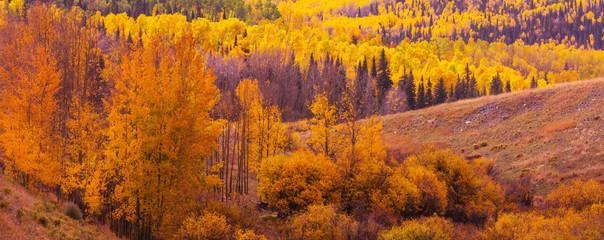 Autumn in Colorado