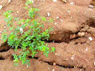 Cracks in clay soil. The ground is sliding. The ground is moving. Sliding down.  Close-up.