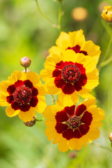 yellow flower with a red center
