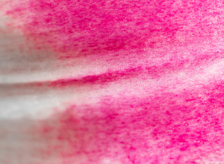 pink lily petal as background