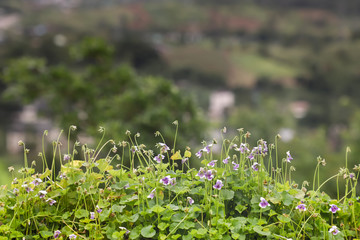 small purple flower in garden, nobody.