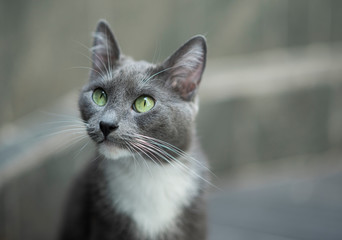 gatito gris ojos verdes abiertos atenta sorpresa