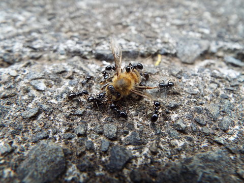 ミツバチの死骸に群がるアリたち ants were swarming to dead