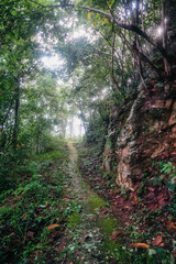 dirt road in the rain forest