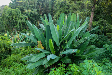jungle tropical plant with bush of banana tree and green leaves in the rain forest