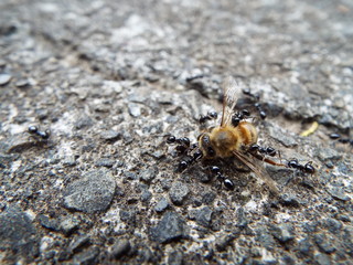 ミツバチの死骸に群がるアリたち ants were swarming to dead