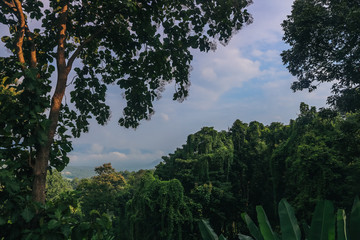 tree and mountian in rain forest, Thailand