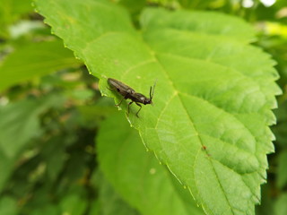 コメツキムシ click beetle