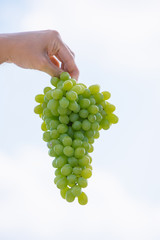 Harvest time, fresh bunch of grapes in human hand. Ripe juicy grapes on a background of the sky
