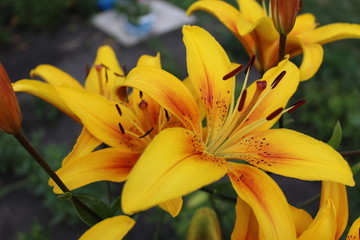 Obraz premium beautiful flower