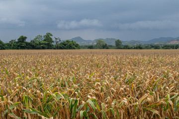 Beautiful  corn field.Harvesting corn concept.