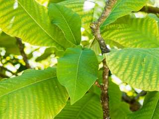 (Magnolia macrophylla) Großen Blätter elliptisch und spatelförmig an den Enden der Zweige von Großblättrige Magnolie