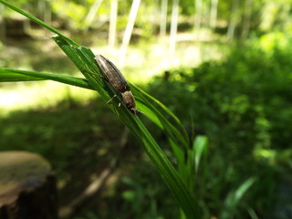 コメツキムシ click beetle