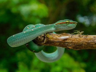 Green viper snake on branch, viper snake,  Trimeresurus Insularis