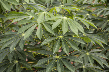 Cassava plant green field background.(Manihot esculenta)