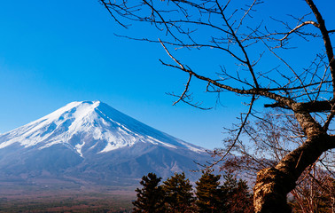 Snow covered Mount Fuji and blue sky autumn view from Chureito Pagoda park in Shimoyoshida - Fujiyoshida