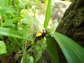 シオカラトンボ dragonfly