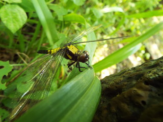 シオカラトンボ dragonfly