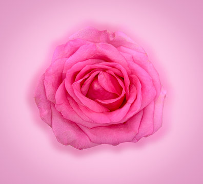 Close up pink rose isolated