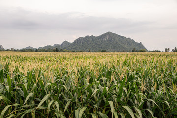 Organic corn field at agriculture field.Beautiful green field before harvest.