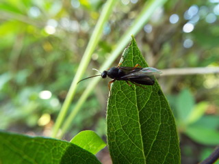 羽アリ winged ant